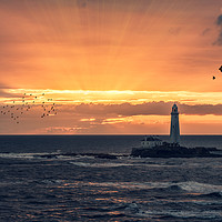 Buy canvas prints of St Marys Lighthouse sunrise by david siggens
