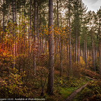 Buy canvas prints of Beamish ousbrough woods by david siggens