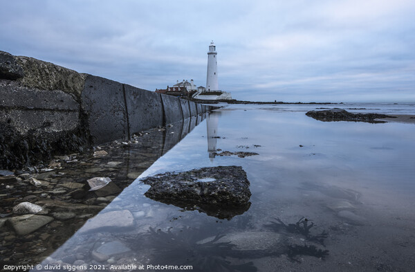 St marys lighthouse reflections Picture Board by david siggens