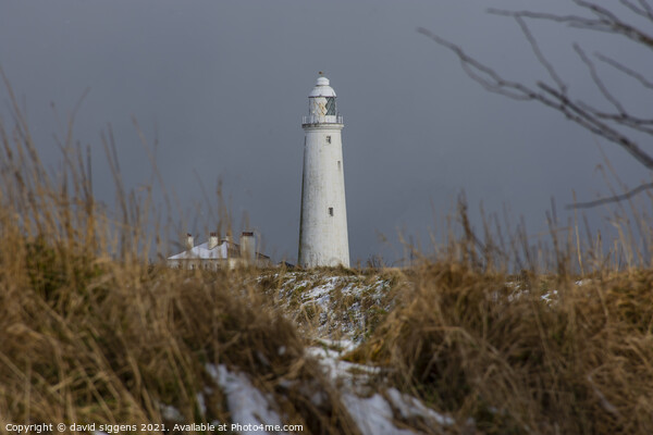 St Marys lighthouse snow  Picture Board by david siggens