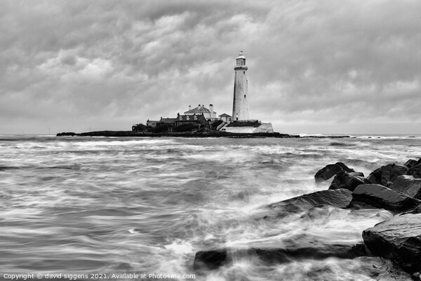 Black and white st marys lighthouse  Picture Board by david siggens