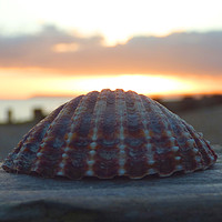 Buy canvas prints of Beautigul shell against the sunset by lizzie leeson