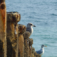 Buy canvas prints of Gull on a Groyne by lizzie leeson