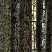 Buy canvas prints of Elan Valley Pine Tree Trunks by Ken Mills
