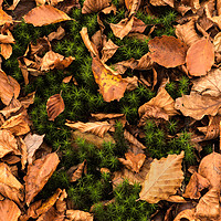 Buy canvas prints of Autumn Leaves in Wentwood Forest  by Ken Mills