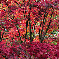 Buy canvas prints of Japanese Maple by Ken Mills