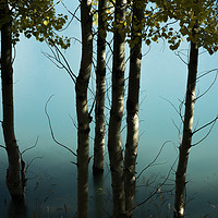 Buy canvas prints of Birch trees at Abraham Lake by Ken Mills