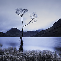 Buy canvas prints of Buttermere Tree at Dawn by Ken Mills