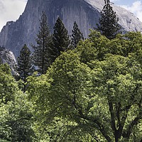 Buy canvas prints of Half Dome and Trees by Ken Mills