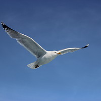 Buy canvas prints of Herring gull soaring the skies in Lyme Bay by Carmen Green