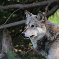 Buy canvas prints of Grey wolf (Canis lupus) by Carmen Green