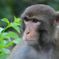 Buy canvas prints of Macaque staring off into the distance at Kam Shan  by Carmen Green