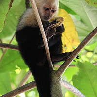Buy canvas prints of White-headed Capuchin Monkey, Costa Rica by Carmen Green