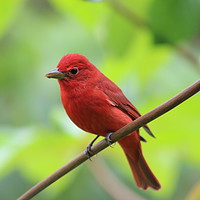Buy canvas prints of Summer Tanager, Costa Rica by Carmen Green