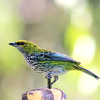 Buy canvas prints of Speckled Tanager, Costa Rica by Carmen Green