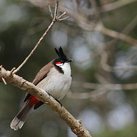 Buy canvas prints of Red-whiskered bulbul by Carmen Green