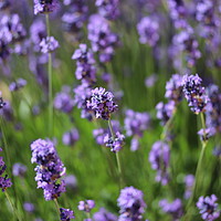 Buy canvas prints of Lavender in the garden  by Carmen Green