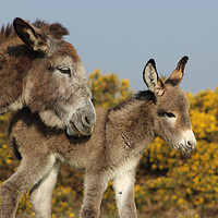 Buy canvas prints of Mother donkey with her baby by Carmen Green
