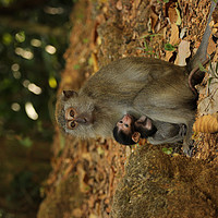Buy canvas prints of Mother and baby macaques in Langkawi by Carmen Green