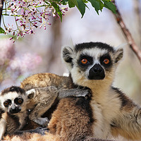 Buy canvas prints of Mother and baby lemurs in Madagascar by Carmen Green