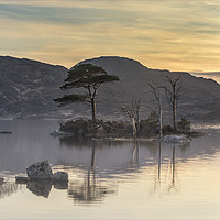 Buy canvas prints of Island trees in Lock Assynt by Peter Scott