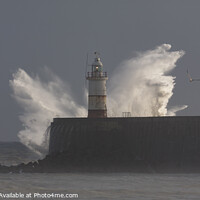 Buy canvas prints of Seagull flying in to the storm by Peter Scott