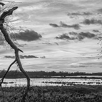Buy canvas prints of The Cracked Tree  by Colin Stock