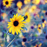 Buy canvas prints of Little Sunflower by Tara Why