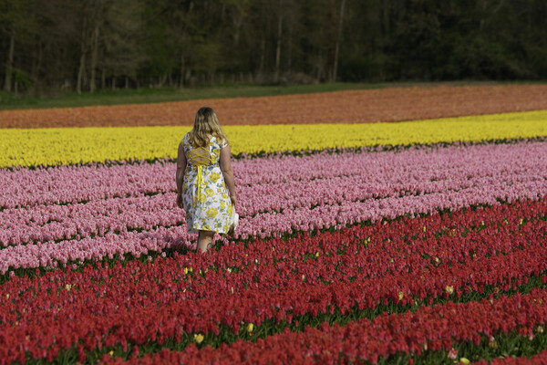Norfolk Tulip field, 3rd May 2021 Picture Board by Andrew Sharpe