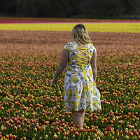 Buy canvas prints of Norfolk Tulip field, 3rd May 2021 by Andrew Sharpe