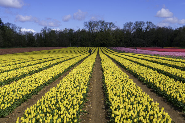 Rainbow Blanket of Tulip Fields Picture Board by Andrew Sharpe