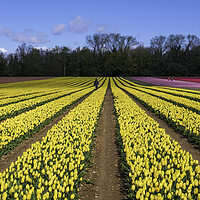 Buy canvas prints of Rainbow Blanket of Tulip Fields by Andrew Sharpe