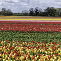 Buy canvas prints of Hillington, Norfolk. Tulip fields, 5th May 2021 by Andrew Sharpe