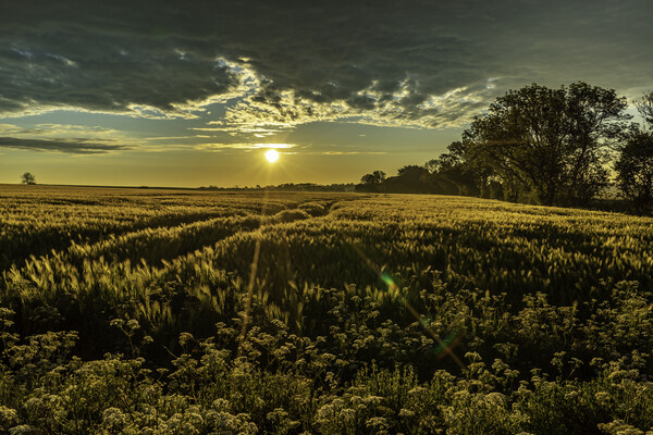 Sunrise over a field of barley, 29th May 2021 Picture Board by Andrew Sharpe