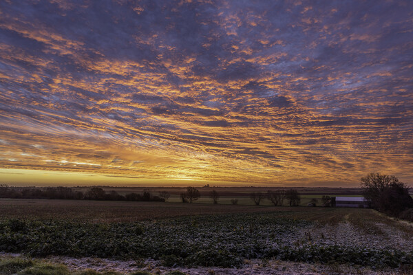 Pre-dawn over Ely, Cambridgeshire Picture Board by Andrew Sharpe