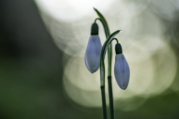 Snowdrops in St Andrew's churchyard, Sutton-in-the-Isle Picture Board by Andrew Sharpe