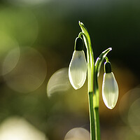 Buy canvas prints of Snowdrops in St Andrew's churchyard, Sutton-in-the-Isle by Andrew Sharpe