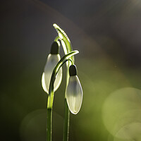 Buy canvas prints of Snowdrops in St Andrew's churchyard, Sutton-in-the by Andrew Sharpe