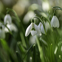 Buy canvas prints of Snowdrops in St Andrew's churchyard, Sutton-in-the-Isle by Andrew Sharpe