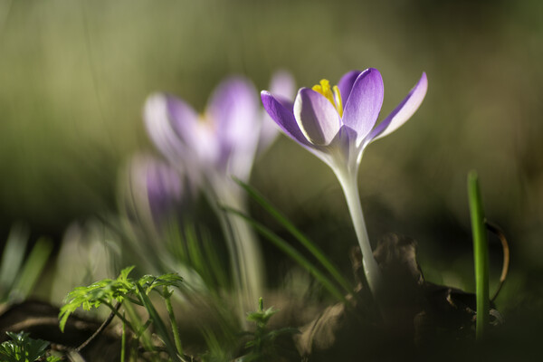 Crocuses in St Andrew's churchyard, Sutton-in-the-Isle Picture Board by Andrew Sharpe