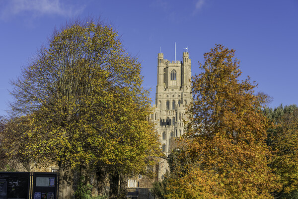 Sunny autumnal day in Ely, Cambridgeshire, 23rd November 2023 Picture Board by Andrew Sharpe