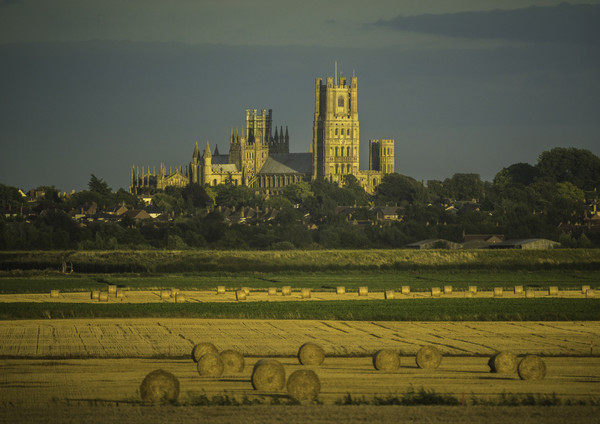 Glowing Ely Cathedral at Harvest Time Picture Board by Andrew Sharpe