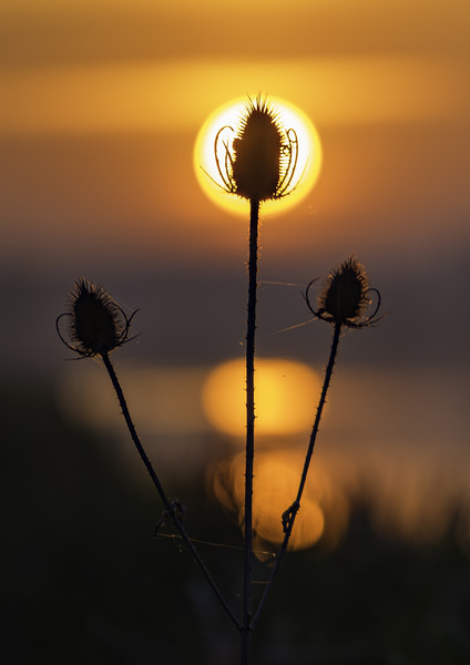 Teasel dawn, River Great Ouse, Ely, Cambridgeshire Picture Board by Andrew Sharpe