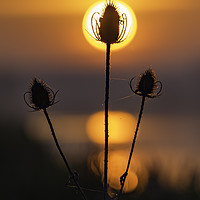 Buy canvas prints of Teasel dawn, River Great Ouse, Ely, Cambridgeshire by Andrew Sharpe