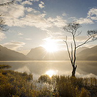 Buy canvas prints of Lonely Tree, Buttermere by Andrew Sharpe
