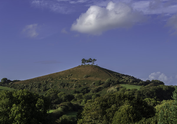 Colmer's Hill, Dorset, dusk, 29th September 2016 Picture Board by Andrew Sharpe