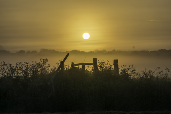Grantchester Meadows, dawn, 10th May 2017 Picture Board by Andrew Sharpe