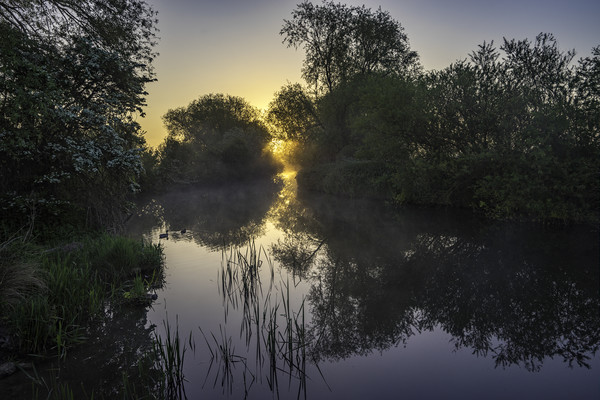 Grantchester Meadows, dawn, 10th May 2017 Picture Board by Andrew Sharpe