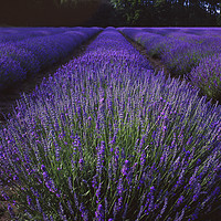 Buy canvas prints of Norfolk Lavender by Andrew Sharpe