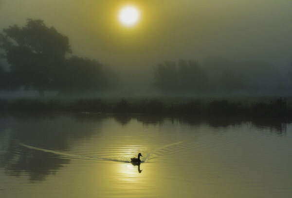 Misty fenland morning on the River Ouse, Ely, Cambridgeshire Picture Board by Andrew Sharpe
